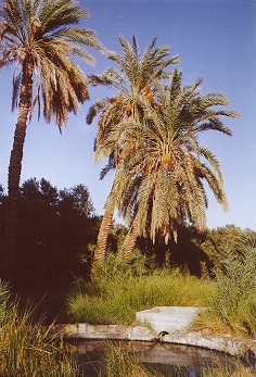 Date palm.jpg